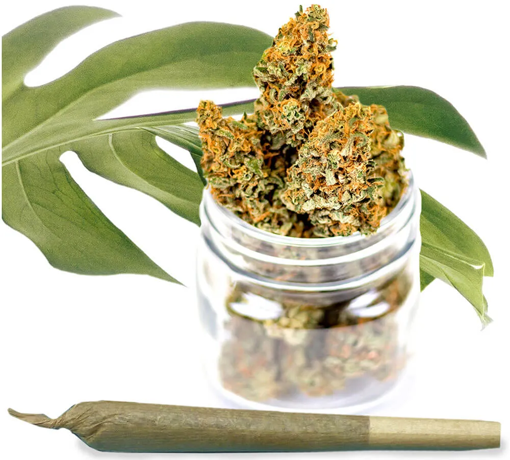 Cannabis pre-rolls arranged on a Prime Cannabis counter
